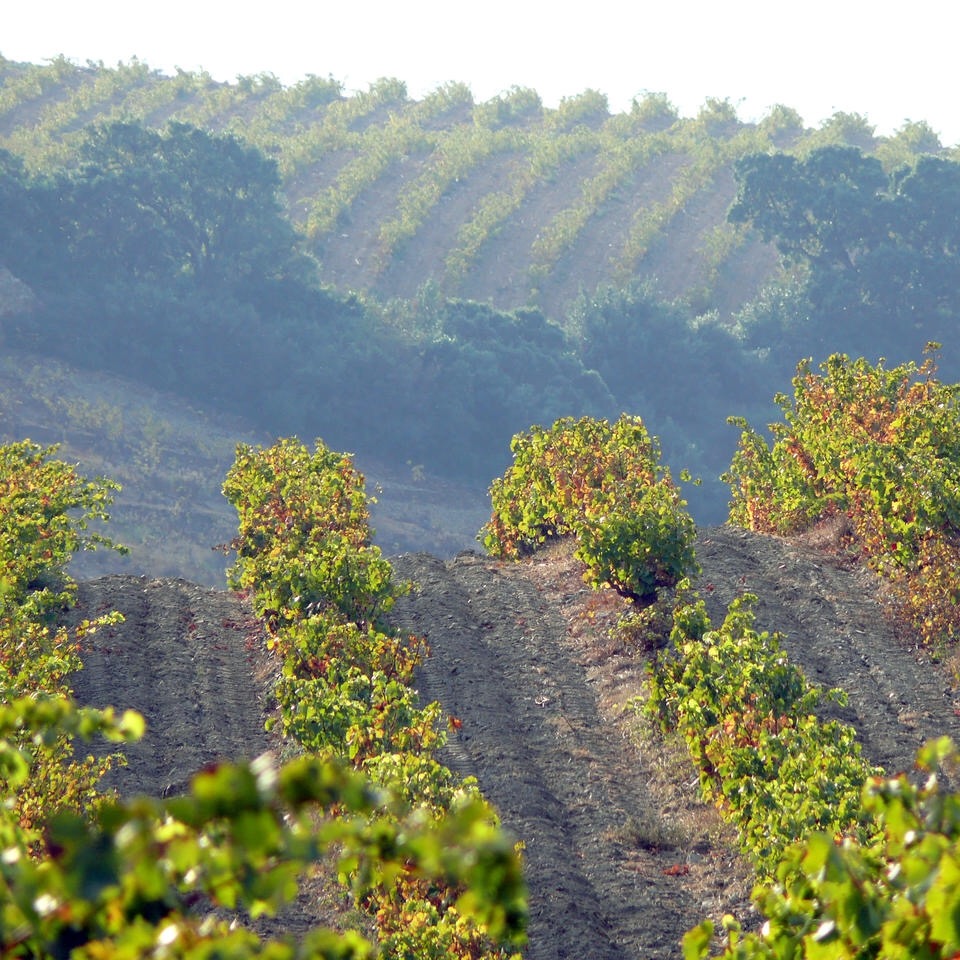 Banyuls